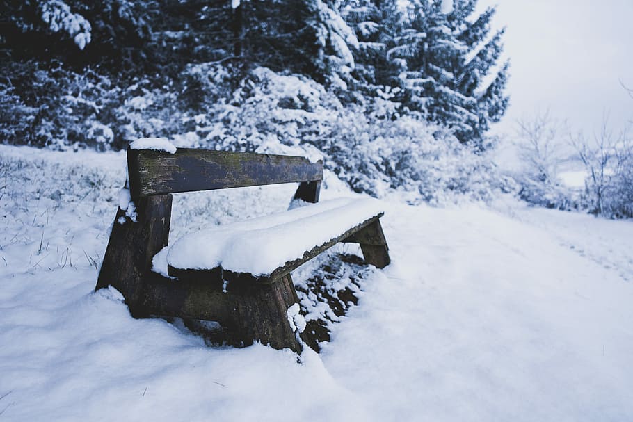 brown wooden bench on snow field beside trees at daytime, snow capped brown wooden bench HD wallpaper