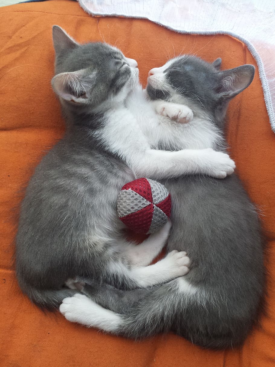 kittens, love, hug, ball, domestic, mammal, domestic animals HD wallpaper