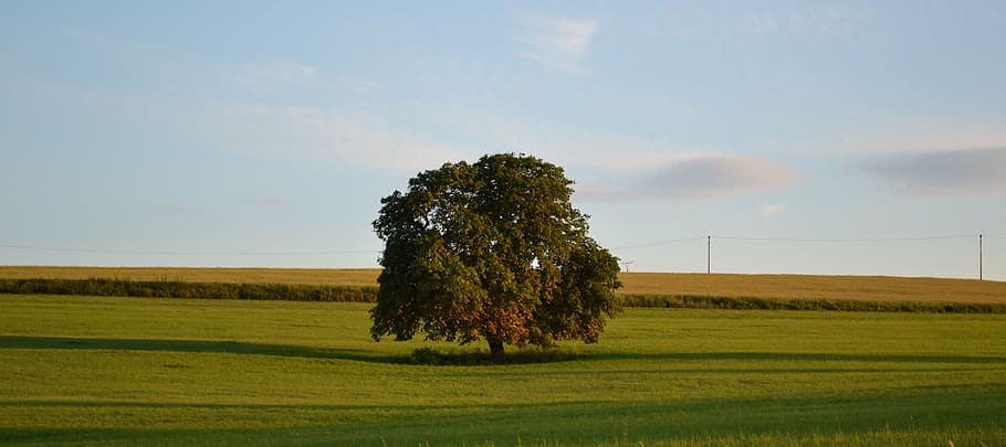 tree, horizon, grass, sky, meadow, sunset, trees, nature, green HD wallpaper