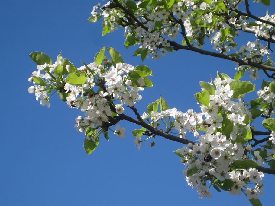 nature, flower, sky, plant, tree, flowering plant, freshness HD wallpaper