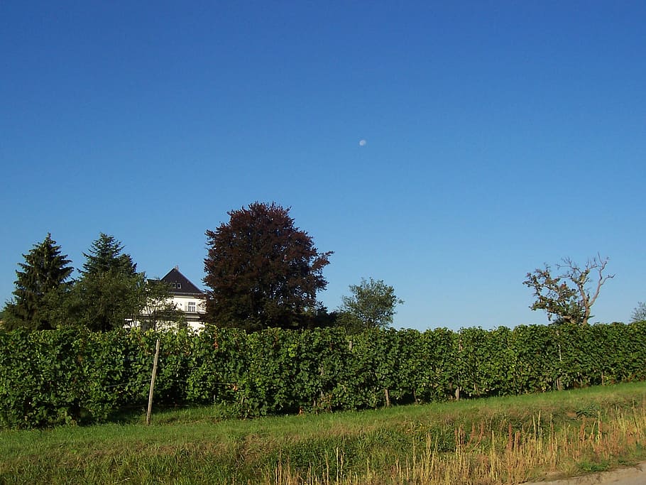 vineyards, heilbronn, landscape, nature, tree, summer, agriculture HD wallpaper
