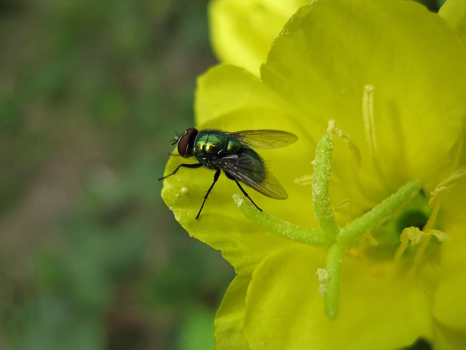 fly, insect, flower, nature, bug, macro, invertebrate, animals in the wild HD wallpaper