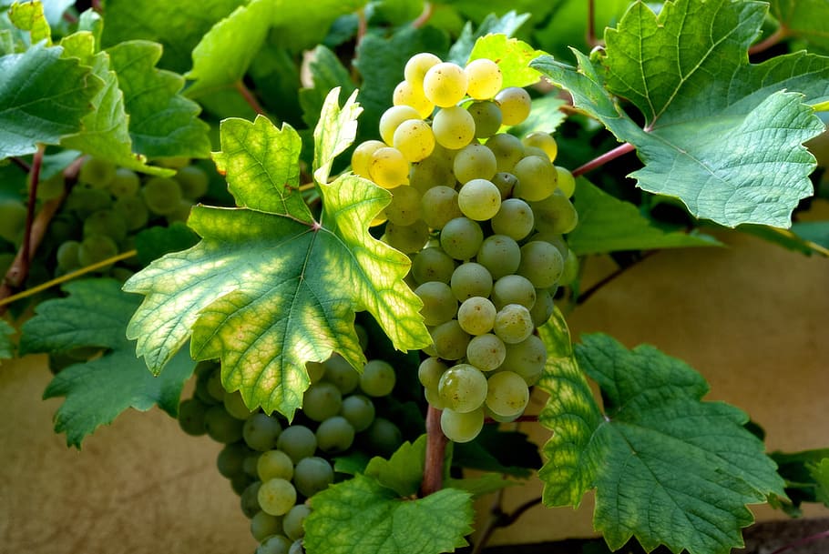 unripe grapes, Grape, Vine, White, wine, winegrowing, food and drink HD wallpaper