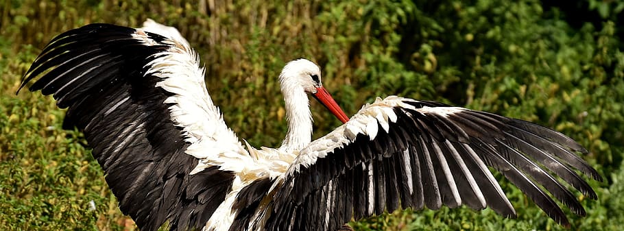 white Stork, fly, bird, plumage, nature, animals, rattle stork HD wallpaper