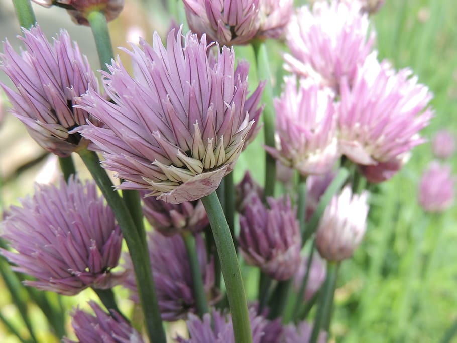 Chive, Flower, Plant, Purple, pink color, nature, no people, HD wallpaper