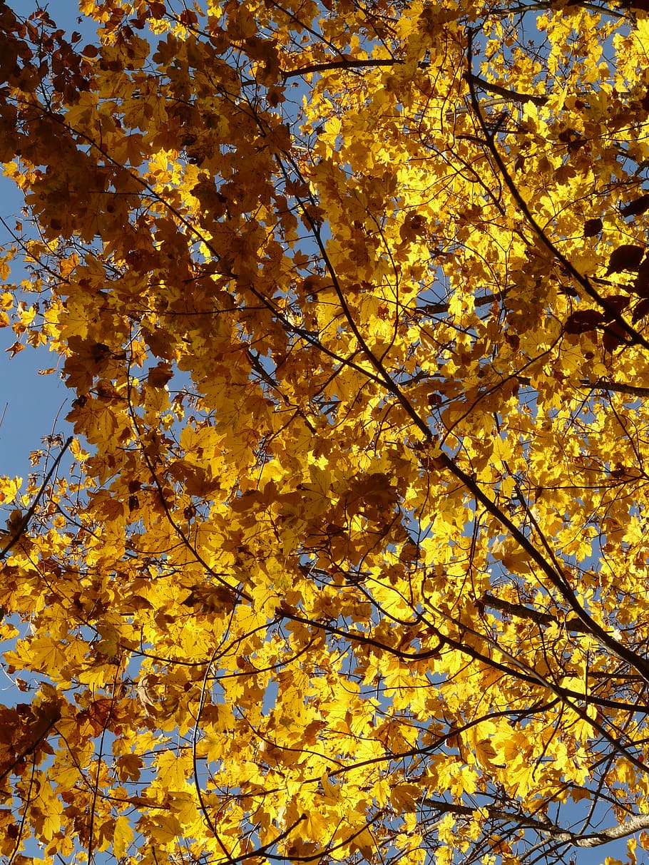 mountain maple, acer pseudoplatanus, deciduous tree, golden autumn