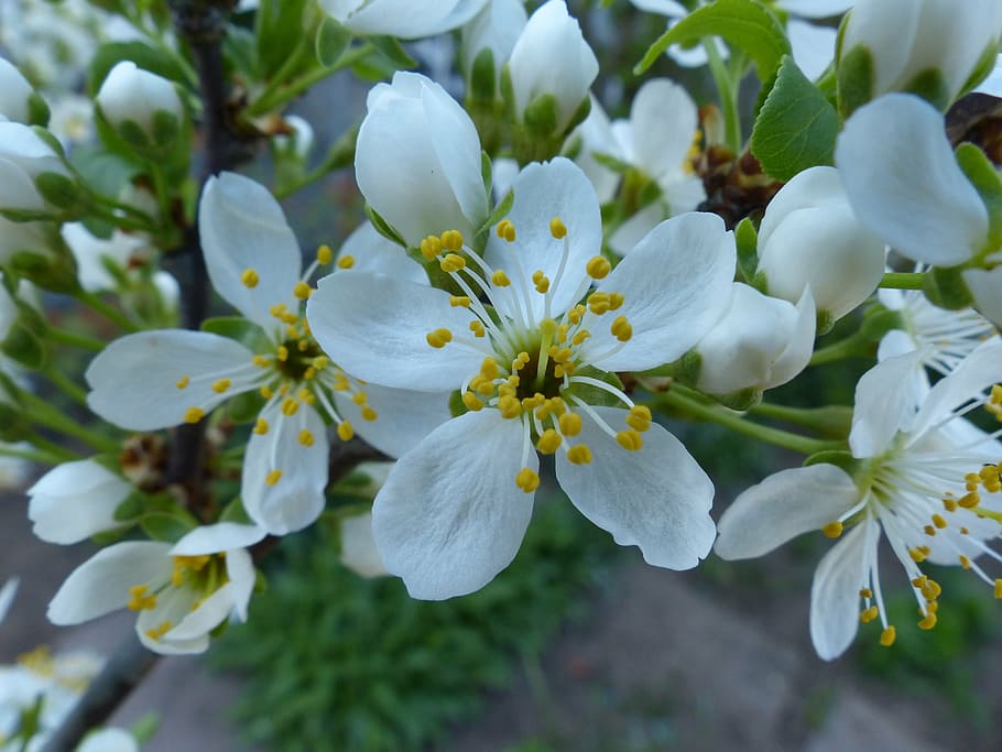 cherry blossom, close, sour cherry, flower, plant, flowering plant HD wallpaper