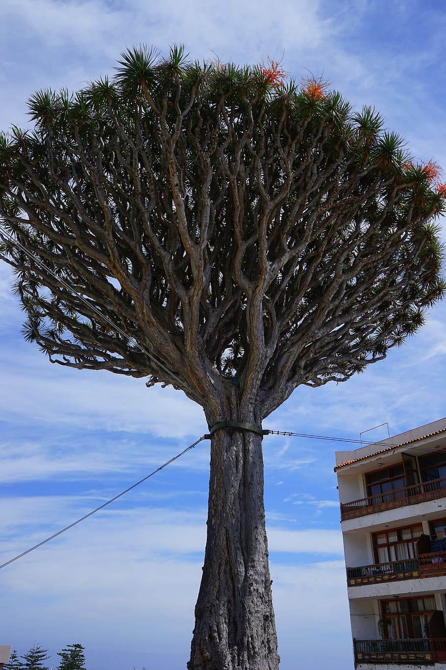 canary island dragon tree, support, tethers, dracaena draco, HD wallpaper