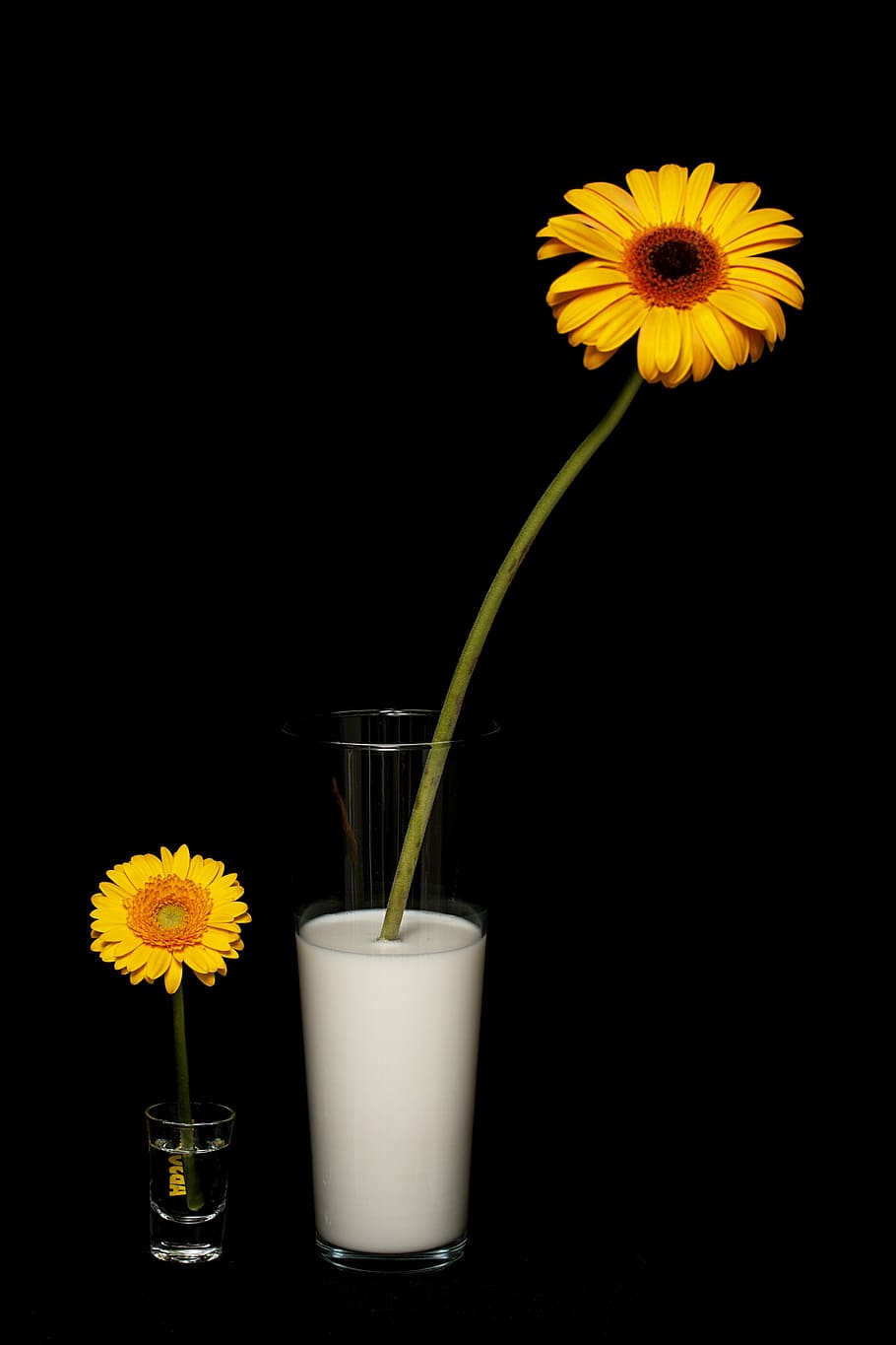 flower, daisy, yellow, studio, milk, water, grow, growth, yellow flower HD wallpaper