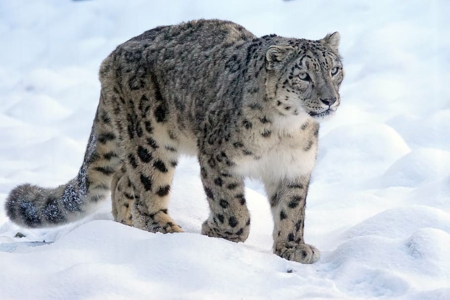 snow leopard walking on white snow field during daytime close-up photography, HD wallpaper