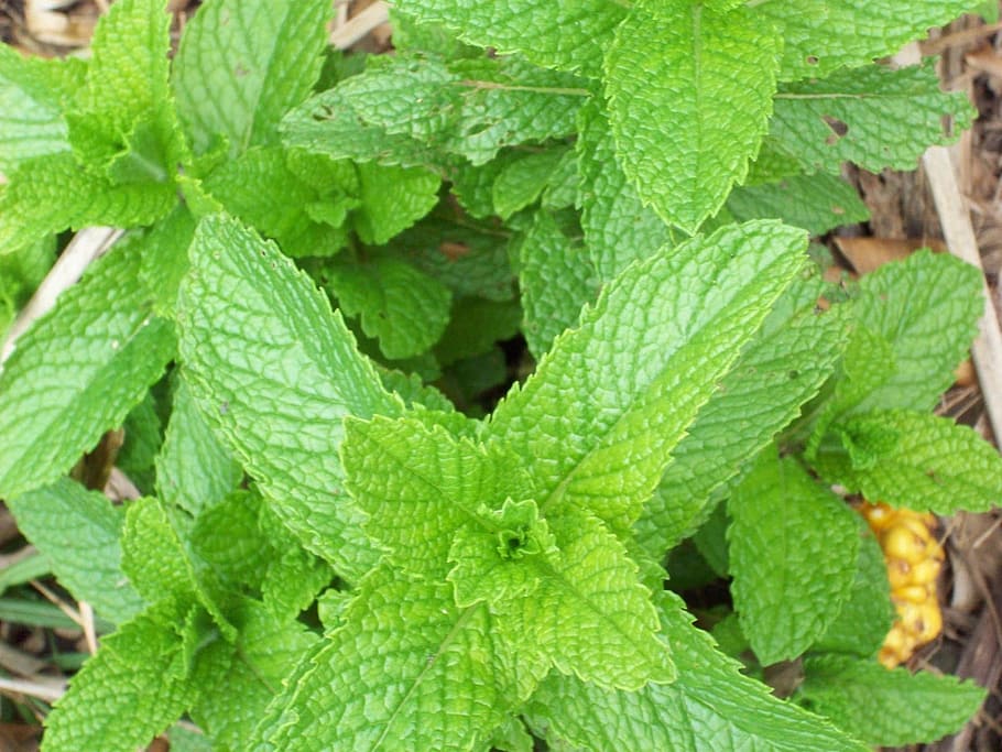 green leafed plants, mint, herb, fresh, herbal, ingredient HD wallpaper