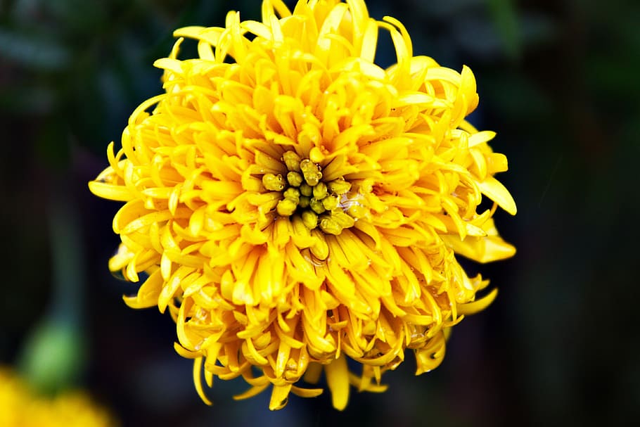 yellow, flower, nature, blossom, outdoor, season, fresh, plant, HD wallpaper