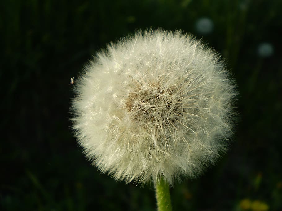 dandelion, daisy, eco, flower, fragility, plant, vulnerability HD wallpaper