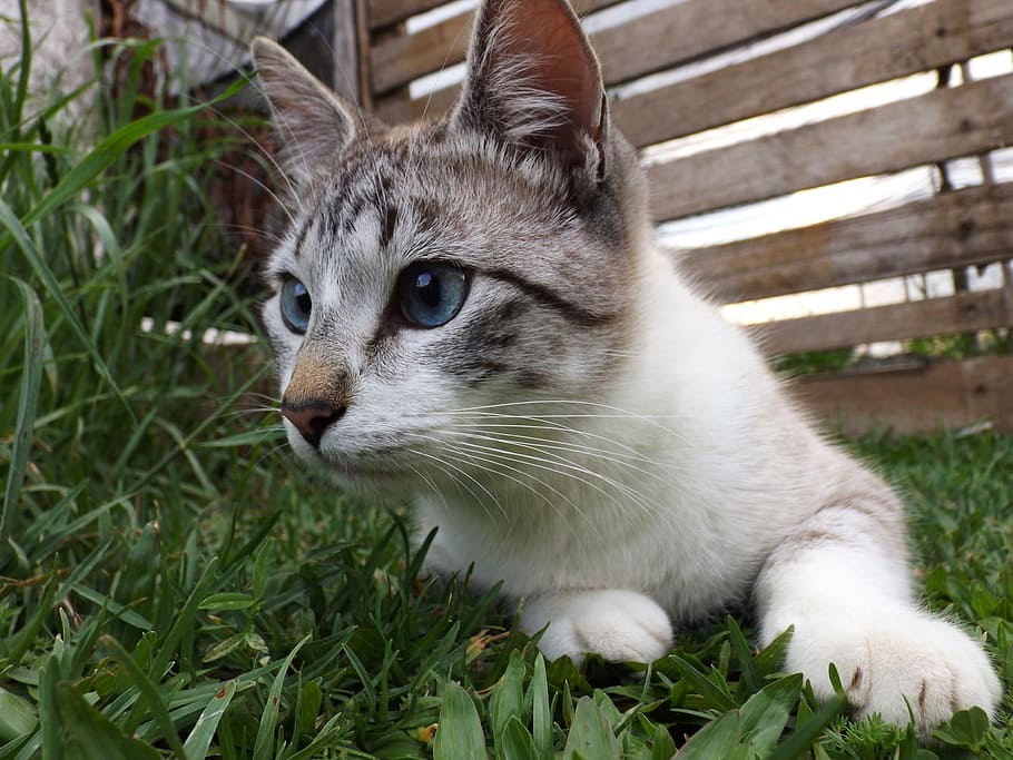 cat, striped, pet, cute, kitten, domestic animals, feline, adorable HD wallpaper