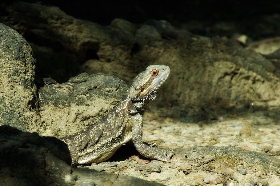 pets, lizard, bearded, dragon, reptile, animal, wildlife, nature HD wallpaper