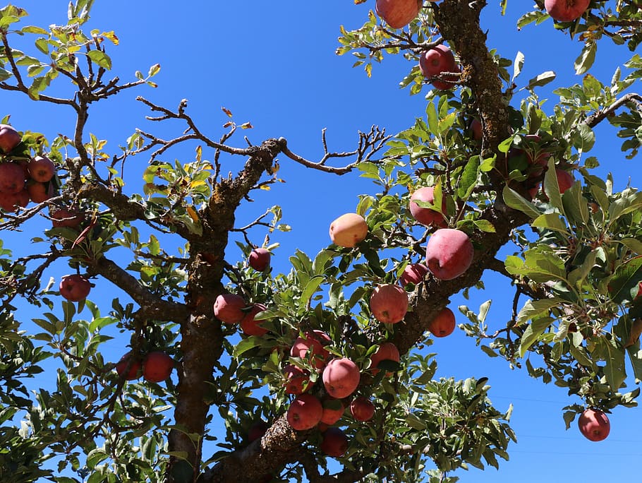 tree, fruit, branch, apple, leaf, apple tree, healthy eating HD wallpaper