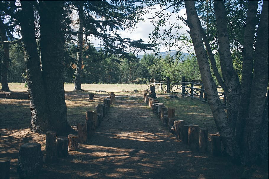 park, path, trees, tree stumps, plant, nature, tranquility HD wallpaper