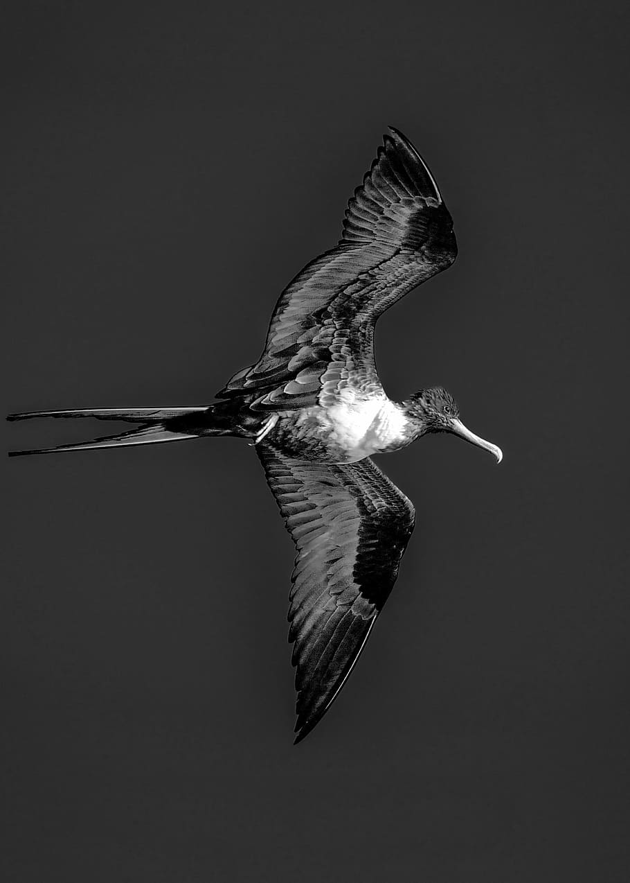 frigate, bermuda, black and white, bird, fly, wing, vertebrate, HD wallpaper