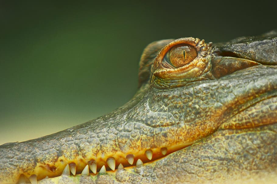crocodile, eyes, wild, teeth, safari, one animal, reptile, animal body part HD wallpaper
