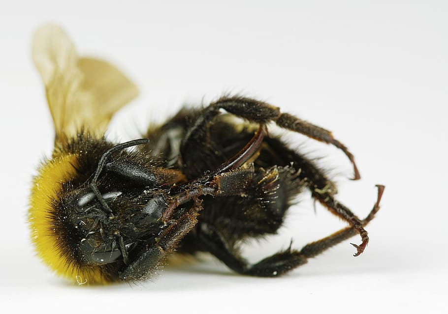 Yellow, Macro, Nature, Bee, Close, compound, insect, one animal HD wallpaper