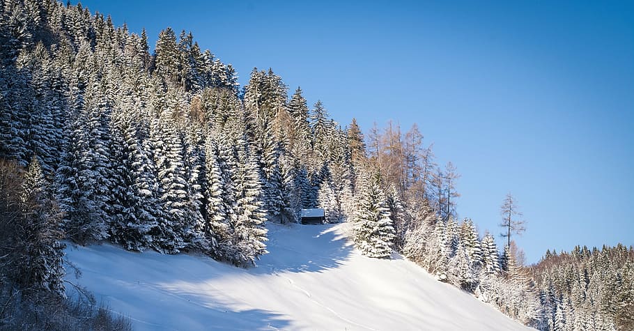 white snow mountain and pine trees, landscape, winter, wintry HD wallpaper
