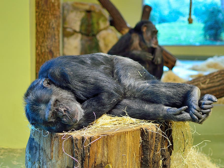 monkey, ape, zoo, sleep, tired, rest, mammal, chimpanzee, animal HD wallpaper