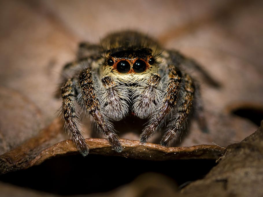 Jumping Spider Macro, arachnid, bug, crawly, photo, public domain HD wallpaper