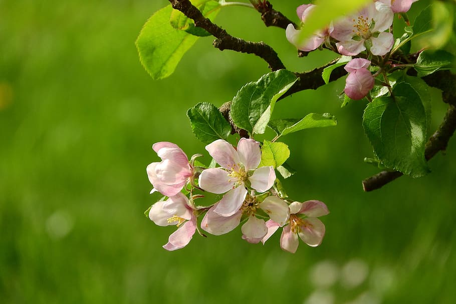 Hd Wallpaper Apple Blossom A Blossoming Fruit Tree Blooming Apple Tree Flowering Tree Wallpaper Flare