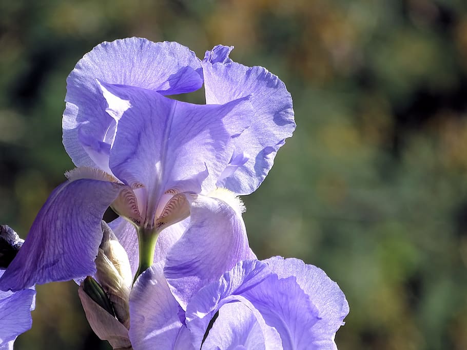 iris, flower, violet, plant, nature, gard, france, zen, south HD wallpaper