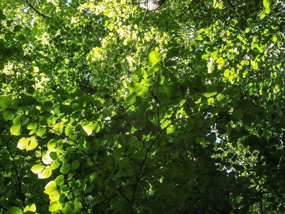nature, tree, green, branch, aesthetic, leaf, leaves, color HD wallpaper