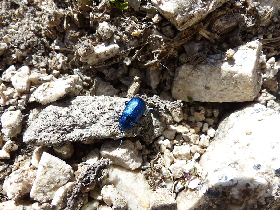 Beetle, Glazed, blue, glazed includes, leaf beetle, chrysomelidae HD wallpaper