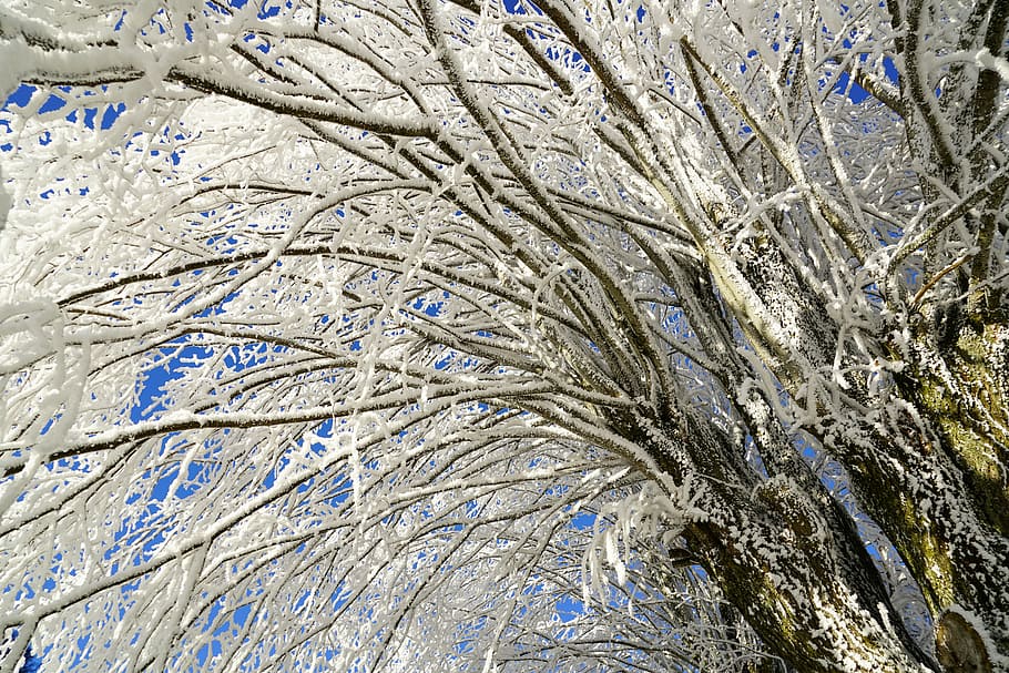 tree, hoarfrost, branch, iced, crystal formation, snowy, eiskristalle, HD wallpaper