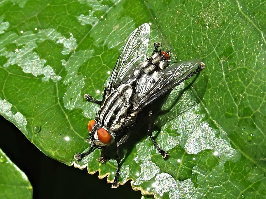 fly, insect, macro, nature, wing, bug, black, wildlife, leaf HD wallpaper