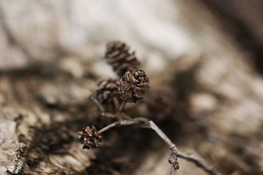 Pinecone, Tree, Nature, no people, day, close-up, fragility HD wallpaper