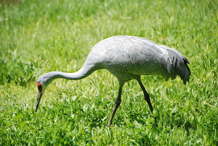 white bird in green grass field, crane, sandhill crane, waterfowl