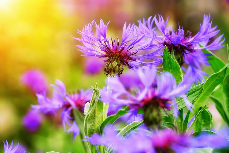 blooming purple flowers, cornflower, aster, aster-like, composites HD wallpaper