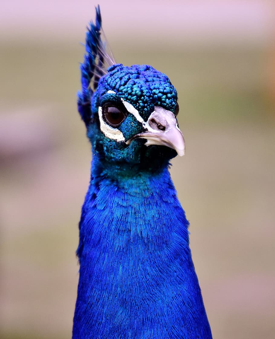 blue and white bird, peacock, poultry, feather, bill, nature HD wallpaper