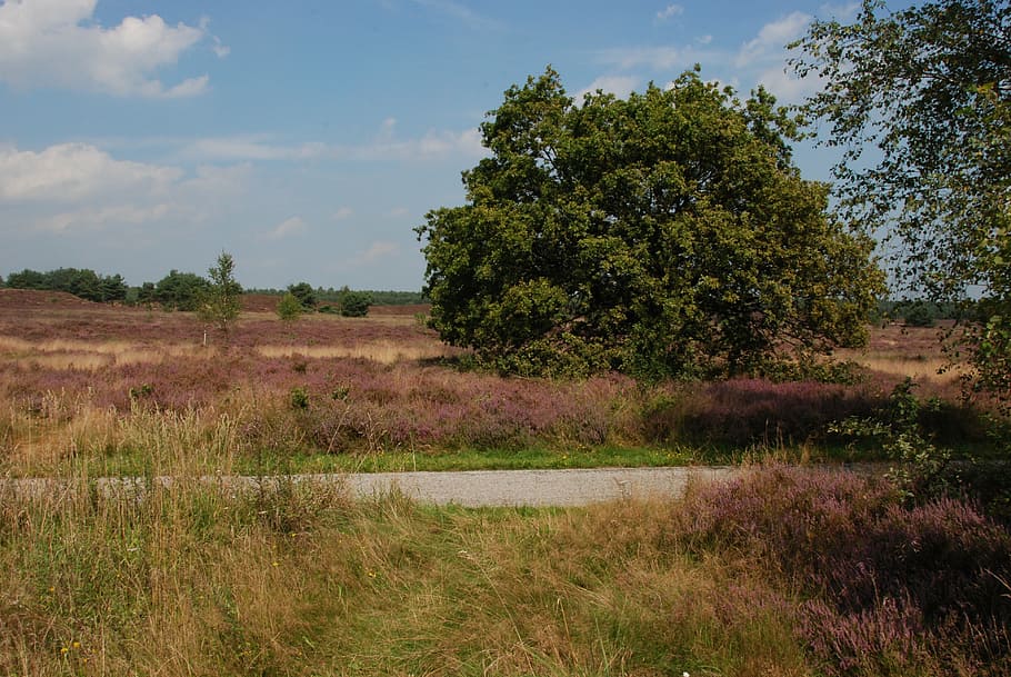 heide, bloom, veluwe, path, road, landscape, nature, tree, netherlands HD wallpaper