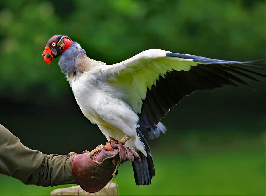 king vulture, wildlife, nature, red, feather, raptor, scavenger, HD wallpaper
