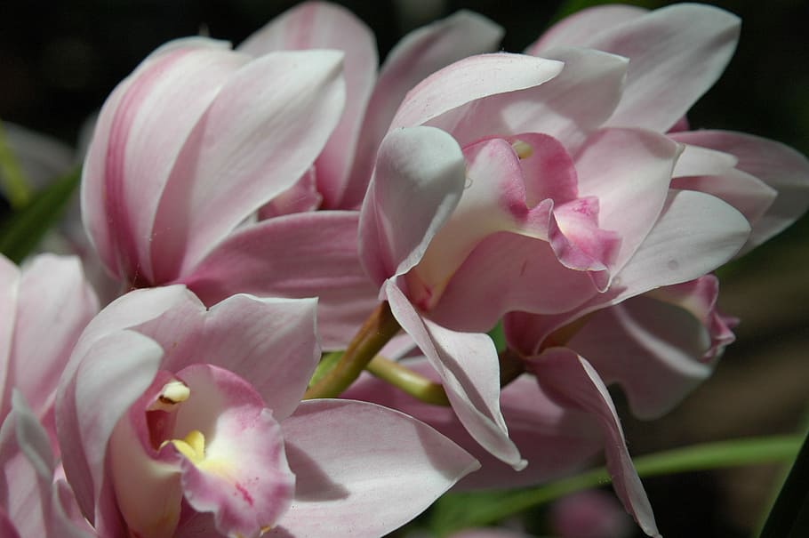 flowers, spring, pink, flowering plant, fragility, vulnerability HD wallpaper