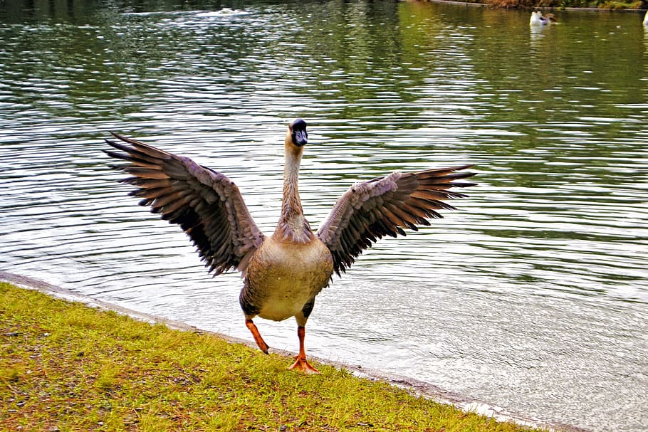 lake, dom, birds, wings, ripple, grass, rare, goose, natural park, HD wallpaper