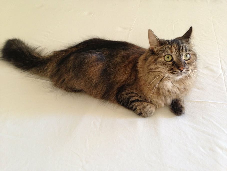 cat, long-haired, pets, tail, domestic cat, domestic animals HD wallpaper