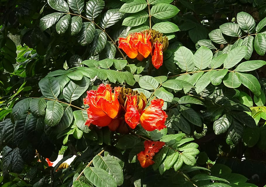 Flower, Spathodea, Plant, Tree, bignoniaceae, spathodea campanulata HD wallpaper