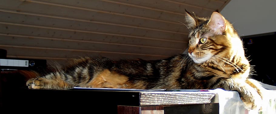 cat, large, table, mackerel, domestic cat, feline, mammal, domestic animals HD wallpaper