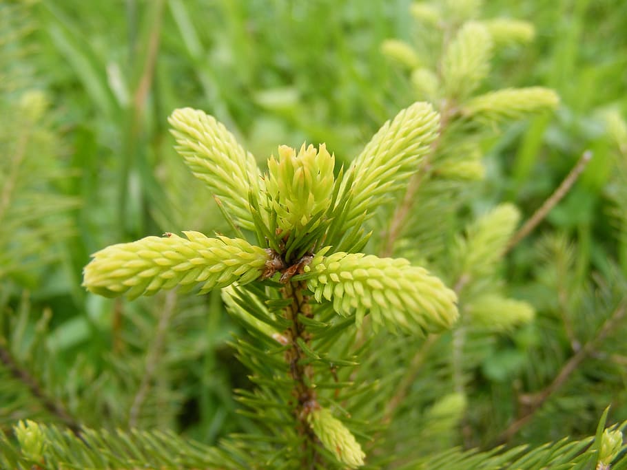 Green, Forest, Spruce, Top, nature, plant, green Color, close-up HD wallpaper