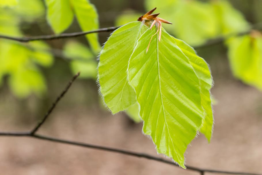 leaf, green, macro, nature, tree, the freshness, leaf texture HD wallpaper
