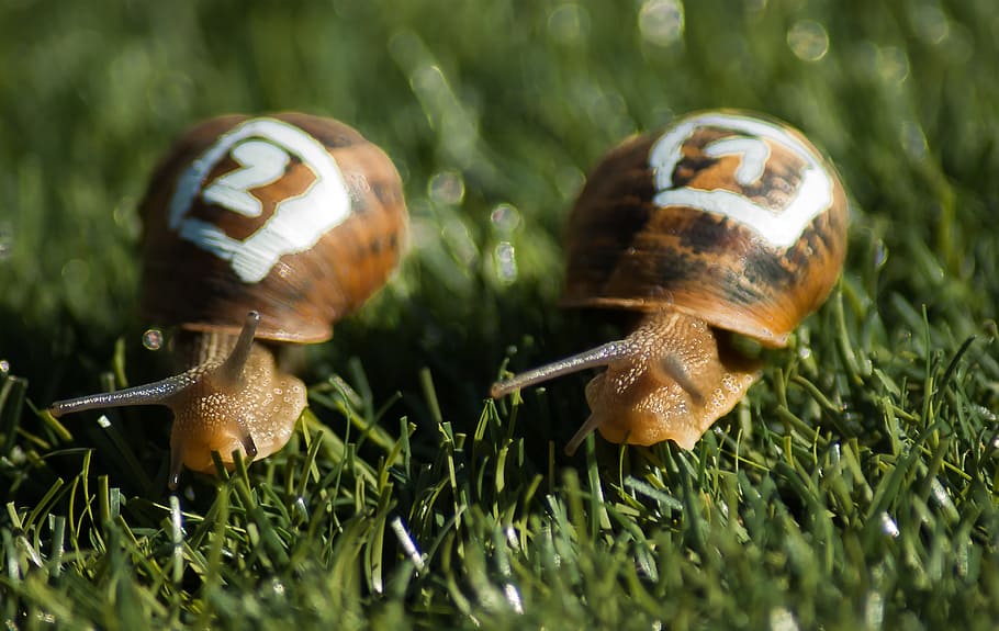 two brown snails on grass, race, gastropods, shell, competition HD wallpaper