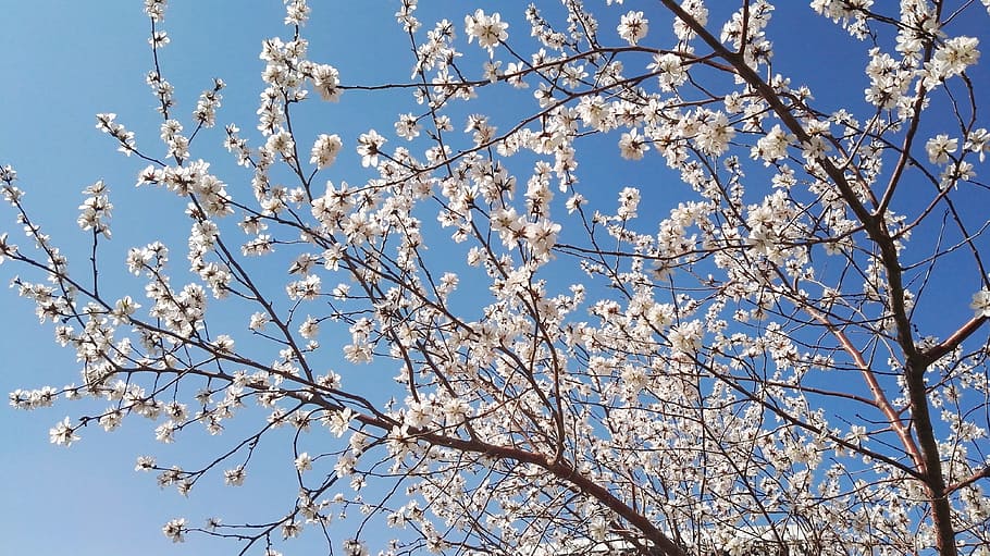 apricot, spring, under the blue sky open, tree, plant, low angle view HD wallpaper