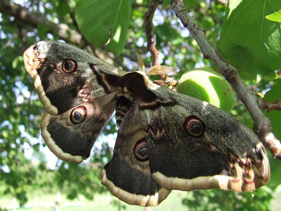 butterfly, pear-shaped, insects, tree, animal themes, plant HD wallpaper