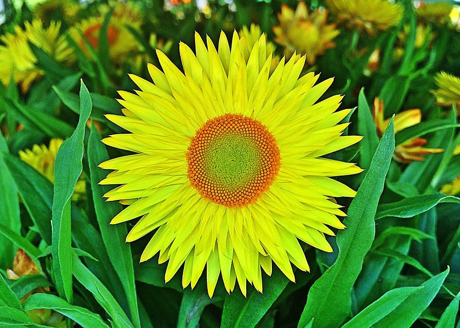 flower, yellow, strawflower, spring, blossom, plant, flowering plant HD wallpaper